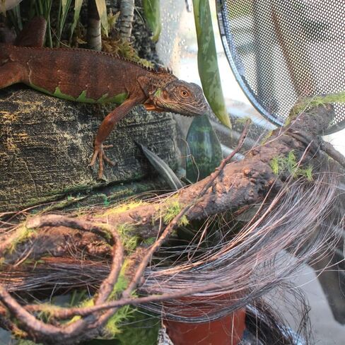 BNOSDM Reptile Bend-A-Branch Vines with Moss Bendable Jungle Climbing Vine Pet Habitat Decor for Bearded Dragons Chameleon Geckos Snakes Lizards Frogs in Kuwait