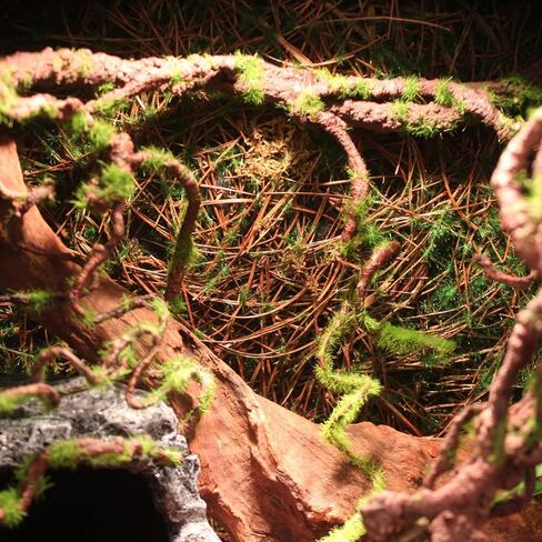 BNOSDM Reptile Bend-A-Branch Vines with Moss Bendable Jungle Climbing Vine Pet Habitat Decor for Bearded Dragons Chameleon Geckos Snakes Lizards Frogs in Kuwait