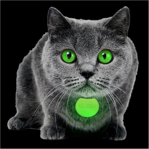 GLO-X Dog Collar Glow Tag - 2 x Glow in The Dark Dog Collar Glow Tags to Keep Your Dogs Safe at Night - 12+ Hours Glow Time - Charges in Daylight - No Batteries Required - Cool Dog Accessories Gift in Kuwait