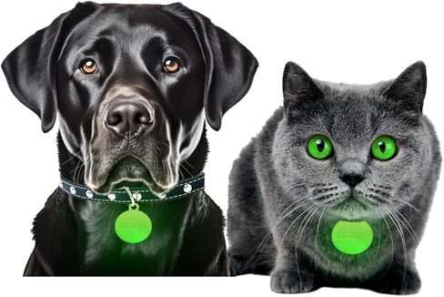GLO-X Dog Collar Glow Tag - 2 x Glow in The Dark Dog Collar Glow Tags to Keep Your Dogs Safe at Night - 12+ Hours Glow Time - Charges in Daylight - No Batteries Required - Cool Dog Accessories Gift in Kuwait