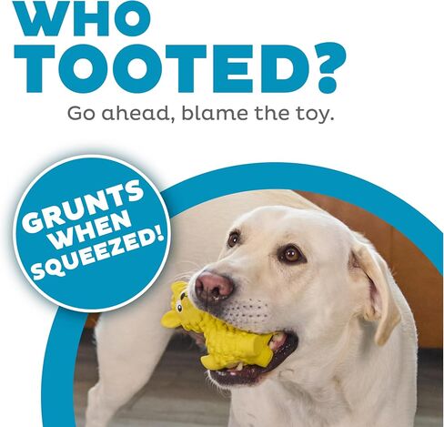 Outward Hound Latex-Free Big Squeak Hedgehog Dog Toy in Kuwait