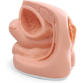 نماذج القسطرة من الذكور والإناث نماذج تشريح تناسلية داخلية وخارجية للتدريس السريري والتدريب على التدريب على التعليم الطبي ، 2 قطعة in Kuwait