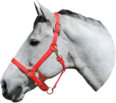 Intrepid International Nylon Halter in Saudi Arabia