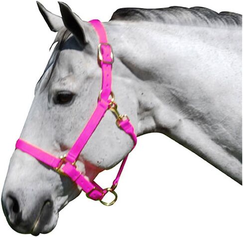 Intrepid International Nylon Halter in Saudi Arabia