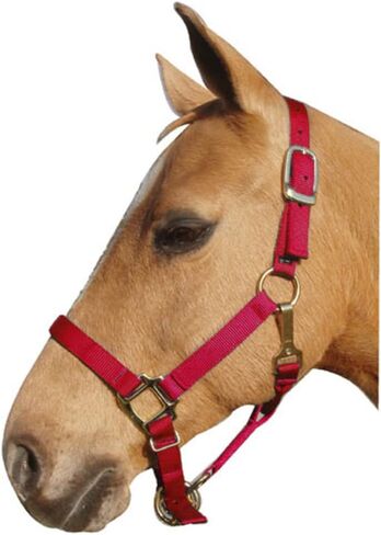 Intrepid International Nylon Halter in Saudi Arabia
