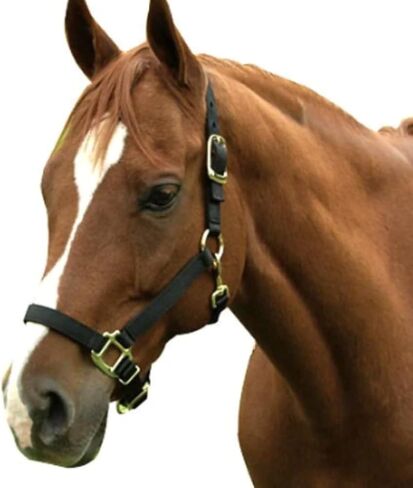 Intrepid International Nylon Halter in Saudi Arabia