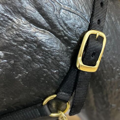 Intrepid International Nylon Halter in Saudi Arabia