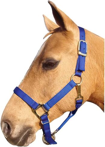 Intrepid International Nylon Halter in Saudi Arabia