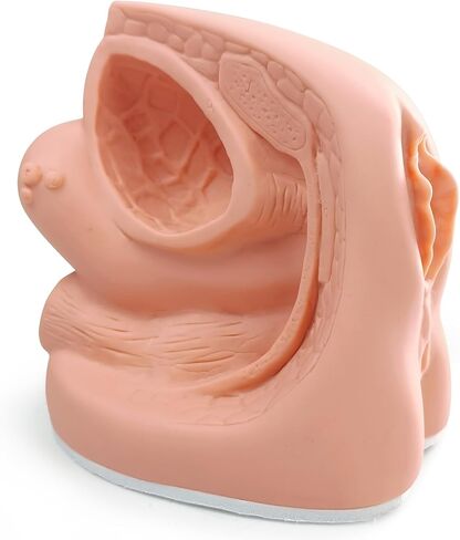 نماذج القسطرة من الذكور والإناث نماذج تشريح تناسلية داخلية وخارجية للتدريس السريري والتدريب على التدريب على التعليم الطبي ، 2 قطعة in Kuwait