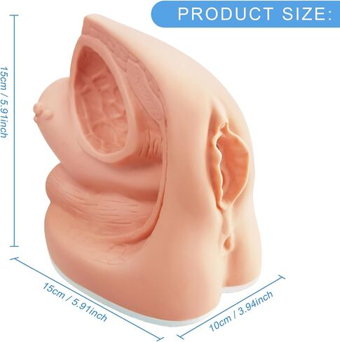 نماذج القسطرة من الذكور والإناث نماذج تشريح تناسلية داخلية وخارجية للتدريس السريري والتدريب على التدريب على التعليم الطبي ، 2 قطعة in Kuwait