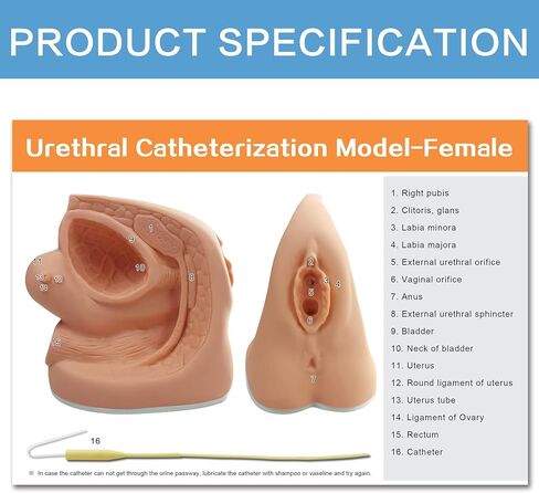 نماذج القسطرة من الذكور والإناث نماذج تشريح تناسلية داخلية وخارجية للتدريس السريري والتدريب على التدريب على التعليم الطبي ، 2 قطعة in Kuwait