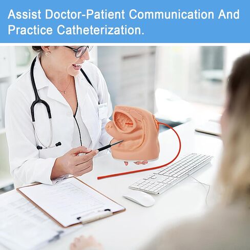 نماذج القسطرة من الذكور والإناث نماذج تشريح تناسلية داخلية وخارجية للتدريس السريري والتدريب على التدريب على التعليم الطبي ، 2 قطعة in Kuwait