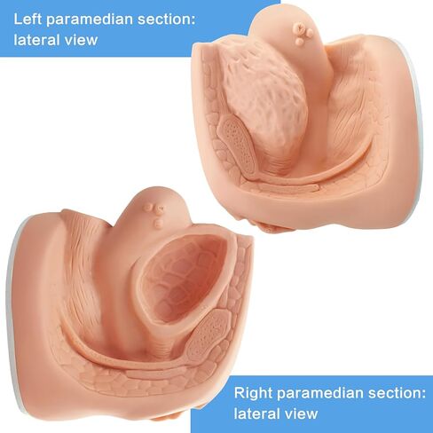 نماذج القسطرة من الذكور والإناث نماذج تشريح تناسلية داخلية وخارجية للتدريس السريري والتدريب على التدريب على التعليم الطبي ، 2 قطعة in Kuwait