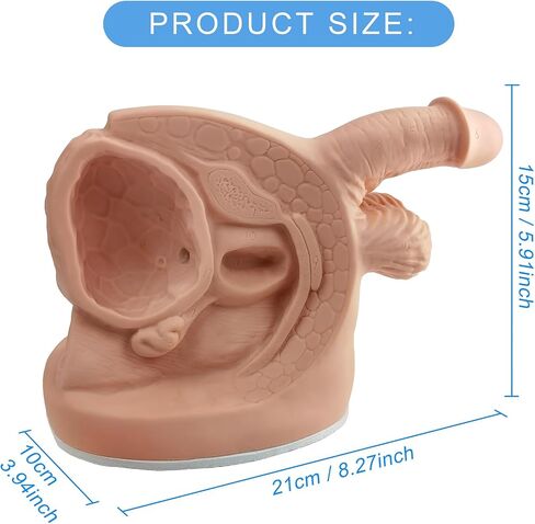 Male and Female Catheterization Models Internal and External Genital Anatomy Models for Clinical Teaching and Medical Education Training Practice, 2 Pieces in Saudi Arabia
