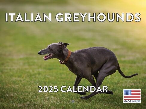 Vizsla Calendar 2025 Monthly Wall Calander 12 Month | American Made In The USA in Kuwait