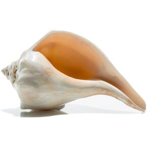 Conch Shell Decor - Seashell Decor - 2pk Real 6-7" Large Atlantic Whelk Sea Shell - Shells for Decoration - Large Seashells for Crafts - Magic Conch Shell Room Décor