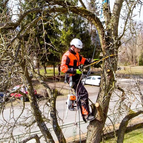 Tree Climbing Spikes,Tree Climbing Gear,Tree Climbing Kit Suitable for Climbing Trees, Picking Fruits,etc in Saudi Arabia
