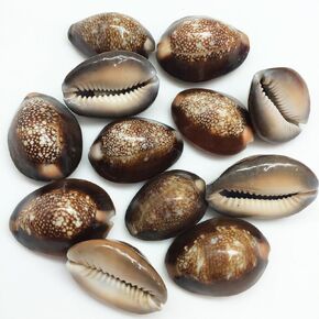 PEPPERLONELY 12 قطعة من أصداف بحر كاوري برأس الثعبان، أصداف Cyprae Caputserpentis، 3/4 بوصة ~ 1-1/4 بوصة