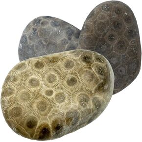 Petoskey Stone - Includes 2 Rough Tumbled Petoskey Stones from Michigan - Great Gift Idea in Kuwait