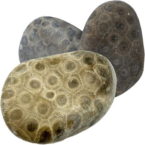 Petoskey Stone - Includes 2 Rough Tumbled Petoskey Stones from Michigan - Great Gift Idea in Kuwait
