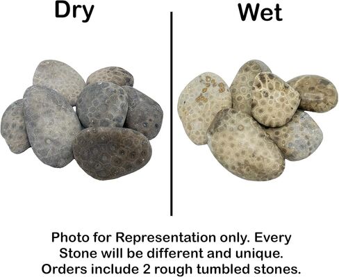 Petoskey Stone - Includes 2 Rough Tumbled Petoskey Stones from Michigan - Great Gift Idea in Kuwait