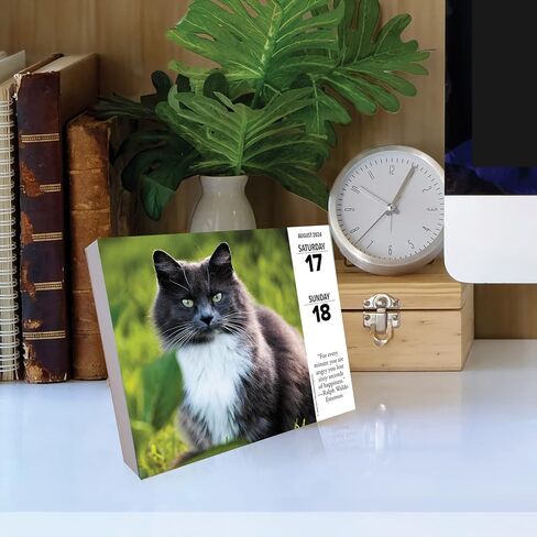 Willow Creek Press Cats Daily 2024 Box/Desk Calendar (5.86" x 4.72") in Saudi Arabia