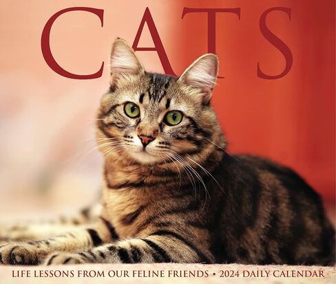 Willow Creek Press Cats Daily 2024 Box/Desk Calendar (5.86" x 4.72") in Saudi Arabia