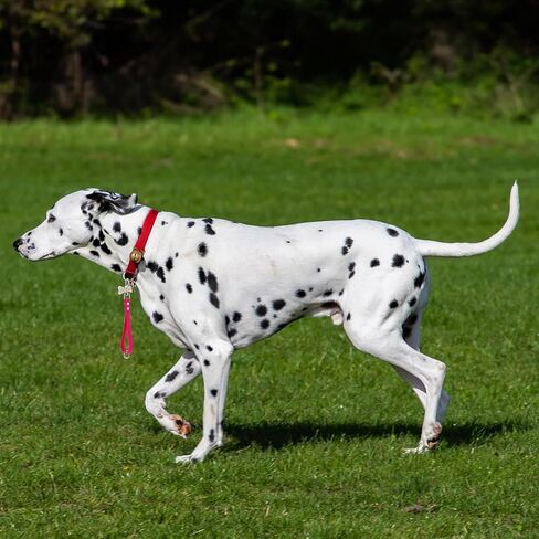 Short Dog Leash - 9 Inch, 0.6 Inch Wide Heavy Duty Traffic Leash for Dogs Short Leash for Dog Training Control, Waterproof PVC Dog Training Leashes Dog Grab Tab Dog Short Leash (Black, 9'') in Kuwait