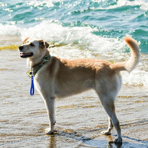 Short Dog Leash - 9 Inch, 0.6 Inch Wide Heavy Duty Traffic Leash for Dogs Short Leash for Dog Training Control, Waterproof PVC Dog Training Leashes Dog Grab Tab Dog Short Leash (Black, 9'') in Kuwait