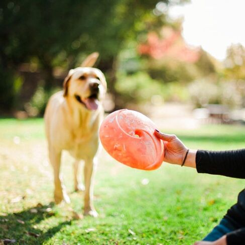 يلعب. ألعاب لطيفة للكلاب في الهواء الطلق - طبق طائر مطاطي ZoomieRex InfiniDisc، رائع للجراء والكلاب الصغيرة والمتوسطة والكبيرة - آمن للاستخدام في غسالة الأطباق، خفيف الوزن، يطفو على الماء، صديق للشاطئ (أخضر، كبير) in Kuwait