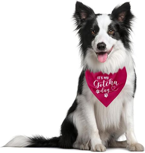 It's My Gotcha Day Dog Bandana, Funny Pet Dog Puppy Bandana, Mother Puppers Happy Gotcha Day, Dog Bandana Adoption Day, Photo Props Accessories, for Pet Dog Lovers Gifts (D92) in Saudi Arabia