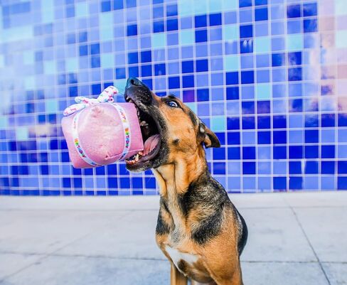 Multipet Birthday Cake Slice Dog Toy, Blue, 6" in Saudi Arabia