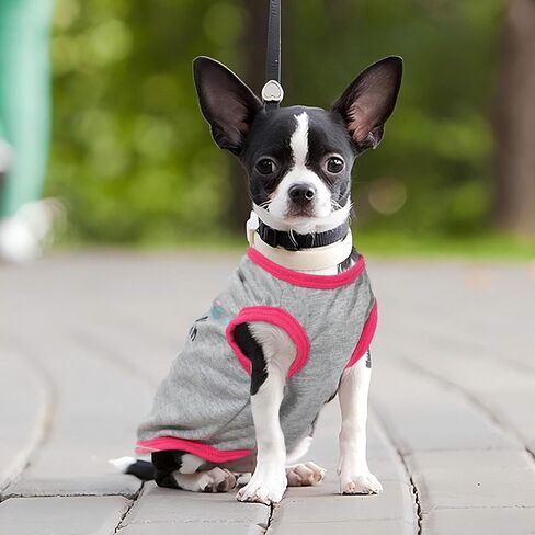 4 قطع ملابس الكلاب للكلاب الصغيرة بوي ملابس الجرو الصيفية ل chihuahua yorkie لينة لطيف نمط الكلب قميص الينابيع الحيوانات الأليفة CATING الوردي الورد Red Green XXS ~ M (xx-small in Kuwait