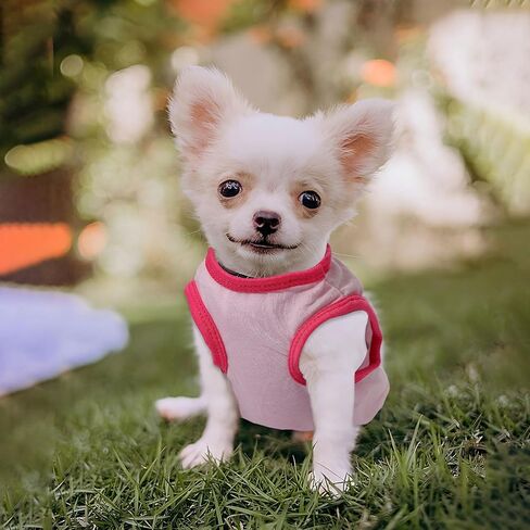 4 قطع ملابس الكلاب للكلاب الصغيرة بوي ملابس الجرو الصيفية ل chihuahua yorkie لينة لطيف نمط الكلب قميص الينابيع الحيوانات الأليفة CATING الوردي الورد Red Green XXS ~ M (xx-small in Kuwait