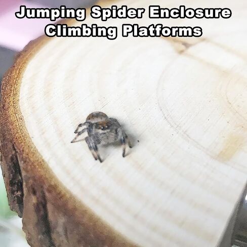 3 Pack Jumping Spider Enclosure Climbing Platforms, Magnetic Jumping Spider Wooden Ledge Ladder, Jumping Spider Accessories, Habitat Decor for Small Light Critters in Saudi Arabia
