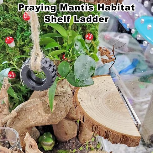3 Pack Jumping Spider Enclosure Climbing Platforms, Magnetic Jumping Spider Wooden Ledge Ladder, Jumping Spider Accessories, Habitat Decor for Small Light Critters in Saudi Arabia