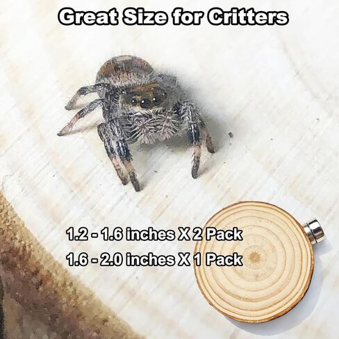 3 Pack Jumping Spider Enclosure Climbing Platforms, Magnetic Jumping Spider Wooden Ledge Ladder, Jumping Spider Accessories, Habitat Decor for Small Light Critters in Kuwait