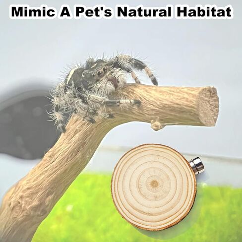 3 Pack Jumping Spider Enclosure Climbing Platforms, Magnetic Jumping Spider Wooden Ledge Ladder, Jumping Spider Accessories, Habitat Decor for Small Light Critters in Kuwait