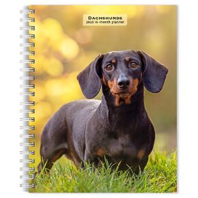 Dachshunds | 2026 6 x 7.75 Inch Spiral-Bound Wire-O Weekly Engagement Planner Calendar | New Full-Color Image Every Week | BrownTrout | Animals Dog Breeds Pets
