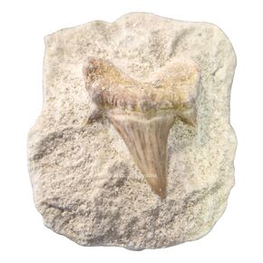 Real Shark Tooth Authentic Fossil in Stone – Great White Shark Tooth Fossil for Kids Education and DIY Crafts – 1 Piece Shark Teeth by Amazing Gemstone