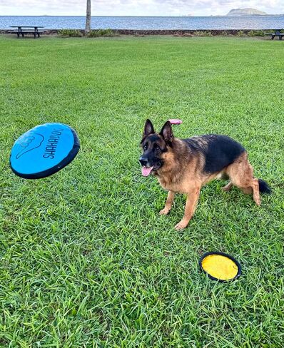 Shaka™ ZippyToss Flying Dog Disc, Interactive Durable Soft 9" Fetch Toy – Floats in Water & Safe on Teeth, All Breeds (Multi-Color, 5 Pack) in Saudi Arabia