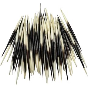 MMvolesy 6Pc Indian South African Porcupine Quill 7-8 Inch