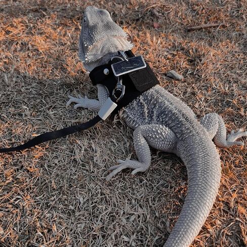 3 Pack Bearded Dragon Harness and Leash Set - Adjustable Soft Leather Lizard Harness with Retractable Leash Small Animal Traction Rope Walking Vest Accessories for Reptile Squirrel Rat (Black) in Saudi Arabia
