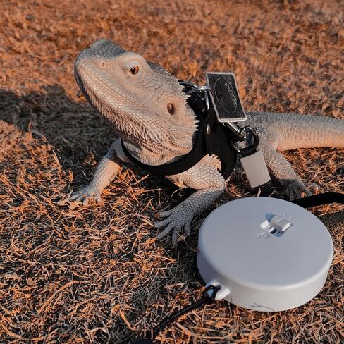 3 Pack Bearded Dragon Harness and Leash Set - Adjustable Soft Leather Lizard Harness with Retractable Leash Small Animal Traction Rope Walking Vest Accessories for Reptile Squirrel Rat (Black) in Saudi Arabia