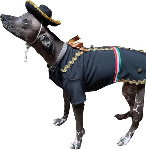Mariachi girl dog costume (L) in Kuwait