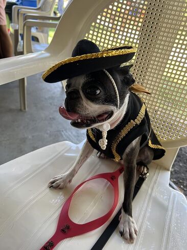 Mariachi girl dog costume (L) in Kuwait