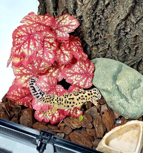 نباتات الزواحف Woyrise لديكور terrarium ، الكرة python ملحقات دبابات الملاحين الملتحي التنين Crested Leopard Gecko Lizard Chameleon Snake Frog Tortois in Kuwait