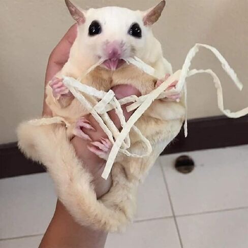 التغذية الغريبة Omega Yums Fish Stick Treat for Sugar Gliders | كلها طبيعية ومصنوعة من الأسماك الحقيقية (1) in Kuwait