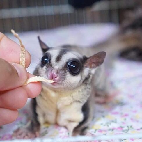 التغذية الغريبة Omega Yums Fish Stick Treat for Sugar Gliders | كلها طبيعية ومصنوعة من الأسماك الحقيقية (1) in Kuwait