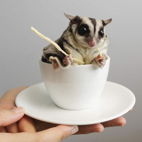 التغذية الغريبة Omega Yums Fish Stick Treat for Sugar Gliders | كلها طبيعية ومصنوعة من الأسماك الحقيقية (1) in Kuwait